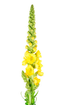 Verbascum densiflorum or yellow flower of denseflower mullein or dense-flowered mullein isolated on white background. Medicinal plant on a white background.