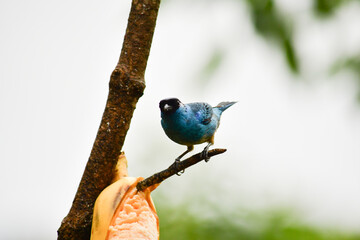 Tangara Nuquirrufa / Golden Naped Tanager / Tangara ruficervix ubicada en Mindo, Ecuador,  Reserva de Biósfera del Chocó Andino 