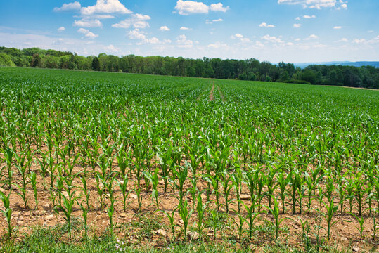Landscaht Maisfeld im Sommer