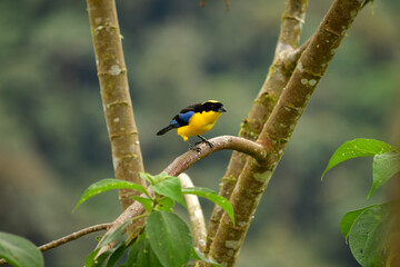 Naklejka premium Tángara primavera, tangara aliazul, tangara montana aliazul o cachaquito primavera / Anisognathus somptuosus ubicado en Mindo, Ecuador, Reserva de Biósfera del Chocó Andino 