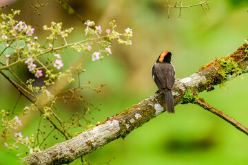 Atlapetes aliblanco, matorralero aliblanco y saltón de alas blancasWhite-winged Brush Finch ubicado en Mindo, Ecuador,  Reserva de Biósfera del Chocó Andino 