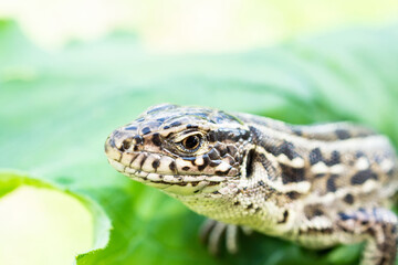 lizard on the grass.