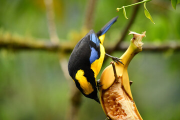 Tángara primavera, tangara aliazul, tangara montana aliazul o cachaquito primavera / Anisognathus somptuosus ubicado en Mindo, Ecuador,  Reserva de Biósfera del Chocó Andino 