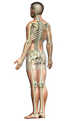 3d rendered, medically accurate illustration of a male skeleton system