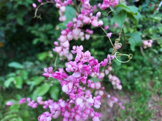 Pink mexican creeper blooming in nature background
