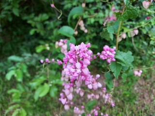 Pink mexican creeper blooming in nature background