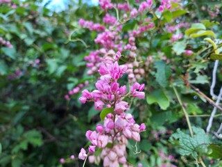 Pink mexican creeper blooming in nature background