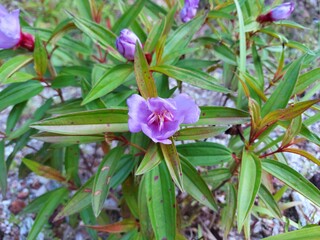 The beauty of purple myrtly flower (Rhodomyrtus tomentosa)