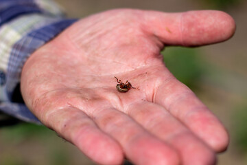 Colorado beetle in the palm of your hand. Adult striped Colorado beetles