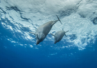 Obraz premium dolphins underwater