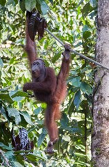 Wild Orangutans in at the Semenggoh Nature Reserve
in Sarawak Province, Malaysian Borneo
