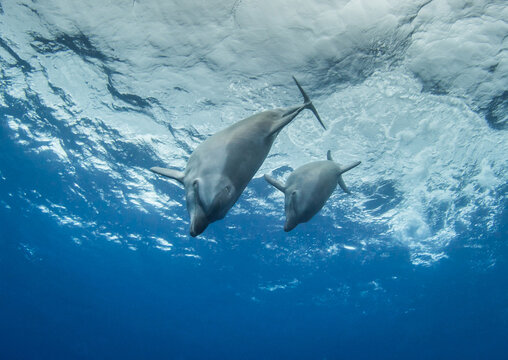 dolphins underwater