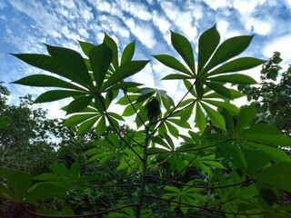 cassava leaves in the garden, texture and background.