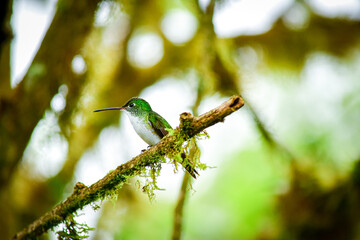 Colibrí Esmeralda andina, diamante de pico largo o amazilia andina / Andean Emerald / Amazilia...
