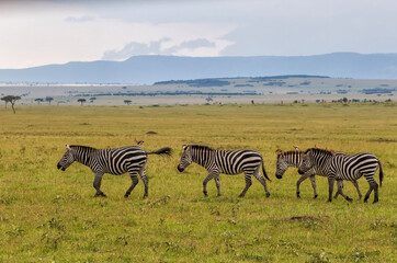 Fototapeta na wymiar Zebra walking on the savanne of the Masai Mara Game Reserve in Kenya