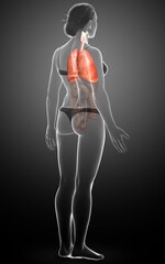 3d rendered, medically accurate illustration of a female lung anatomy