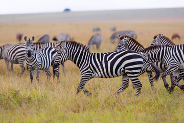 Fototapeta na wymiar Zebra running on the savanne of the Masai Mara Game Reserve in Kenya