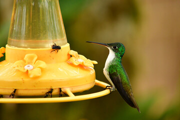 Colibrí en bebedero ubicado en Alambi, Ecuador, Reserva de Biósfera del Chocó Andino © Migue