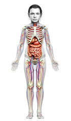 3d rendered medically accurate illustration of girl Internal organs, skeleton and circulatory system