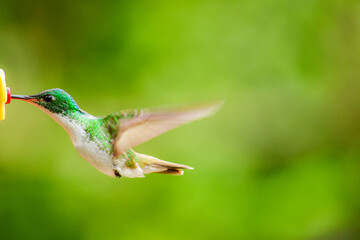 Colibrí Esmeralda andina, diamante de pico largo o amazilia andina / Andean Emerald / Amazilia franciae - Alambi, Ecuador