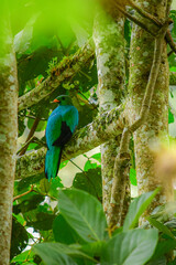 Quetzal crestado / Resplendent quetzal / Pharomachrus antisanus - Alambi, Ecuador, Reserva de Biósfera del Chocó Andino