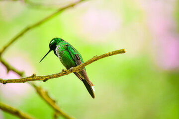 Colibrí Puntiblanco Occidental / Purple-bibbed-whitetip / Urosticte benjamini - Alambi, Ecuador, Reserva de Biósfera del Chocó Andino