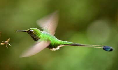 El colibrí de raquetao colibrí cola de hoja o cola de raqueta / White-booted racket-tail Hummingbird / Ocreatus underwoodii - Alambi, Ecuador
