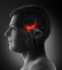 3d rendering medical illustration of male Brain HYPPOCAMPUS anatomy - cross section