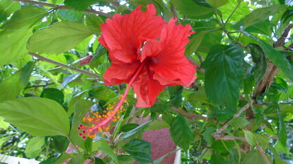 red hibiscus flower