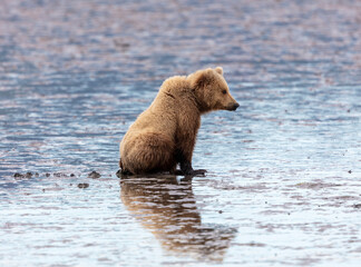 Alaskan brown bear sitting at low tide