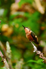 Colibrí de Mitchell / Purple-throated Woodstar Hummingbird / Philodice mitchellii - Alambi, Ecuador