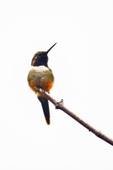 Colibrí de Mitchell / Purple-throated Woodstar Hummingbird / Philodice mitchellii - Alambi, Ecuador