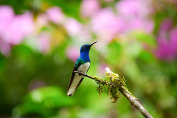 Colibrí Jacobino cuello blanco o jacobino collar grande / White Necked Jacobin Hummingbird / Florisuga mellivora - Alambi, Ecuador