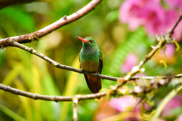 Colibrí Amazilia de cola rufa / Rufous Tailed Hummingbird / Amazilia Tzacatl - Alambi, Ecuador, Reserva de Biósfera del Chocó Andino