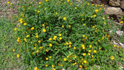 yellow flowers in the garden