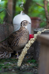Japanische Legewachtel Henne