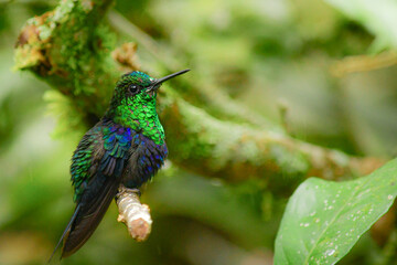 Obraz premium Colibrí Zafiro Coronado / Green-crowned woodnymph Hummingbird / Thalurania colombica - Alambi, Ecuador