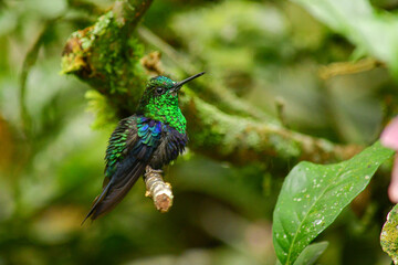 Colibrí Zafiro Coronado / Green-crowned woodnymph Hummingbird / Thalurania colombica - Alambi, Ecuador © Migue