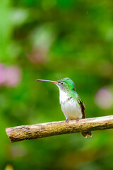 Colibrí Esmeralda andina, diamante de pico largo o amazilia andina / Andean Emerald / Amazilia franciae - Alambi, Ecuador © Migue