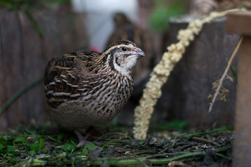 Japanische Legewachtel Henne