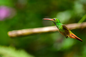 Colibrí Amazilia de cola rufa / Rufous Tailed Hummingbird / Amazilia Tzacatl - Alambi, Ecuador, Reserva de Biósfera del Chocó Andino