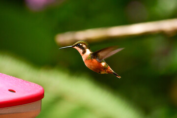Fototapeta na wymiar Colibrí de Mitchell / Purple-throated Woodstar Hummingbird / Philodice mitchellii - Alambi, Ecuador