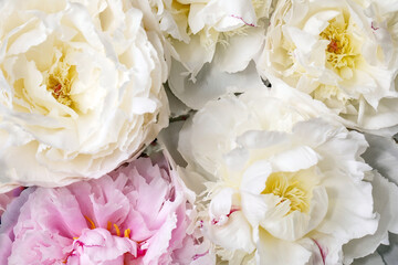 Pink and white peonies flowers