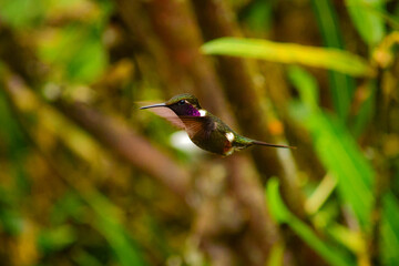 Colibrí de Mitchell / Purple-throated Woodstar Hummingbird / Philodice mitchellii - Alambi, Ecuador © Miguel Angel