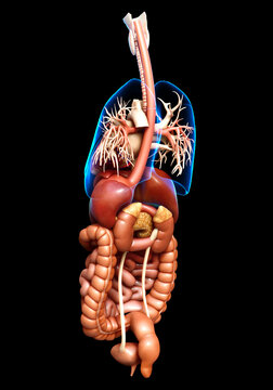 3d rendered medically accurate illustration of Digestive System  and heart