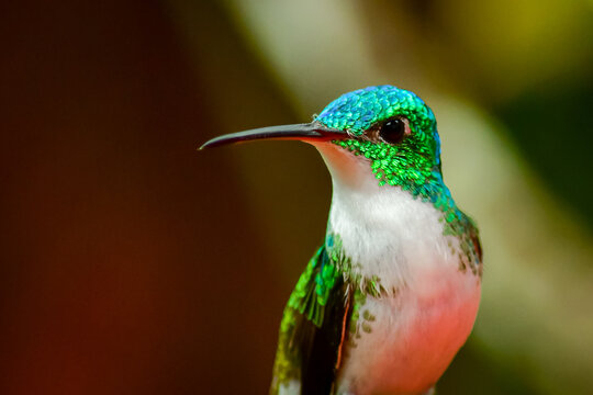 Colibr&iacute; Esmeralda andina, diamante de pico largo o amazilia andina / Andean Emerald / Amazilia franciae - Alambi, Ecuador