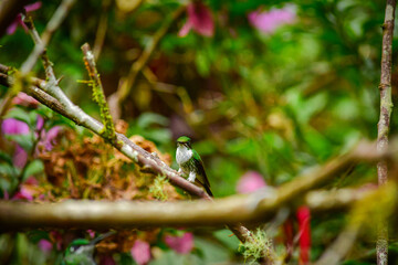 El colibrí de raquetao colibrí cola de hoja o cola de raqueta / White-booted racket-tail Hummingbird / Ocreatus underwoodii - Alambi, Ecuador © Migue