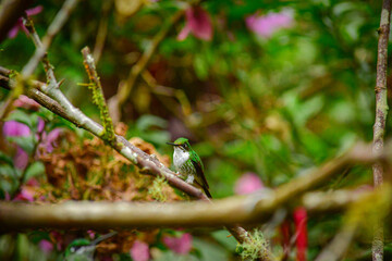 El colibrí de raquetao colibrí cola de hoja o cola de raqueta / White-booted racket-tail Hummingbird / Ocreatus underwoodii - Alambi, Ecuador © Migue