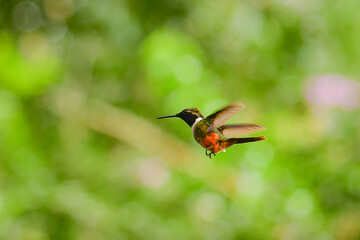 Colibrí de Mitchell / Purple-throated Woodstar Hummingbird / Philodice mitchellii - Alambi, Ecuador © Miguel Angel