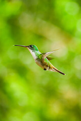 Fototapeta premium Colibrí Esmeralda andina, diamante de pico largo o amazilia andina / Andean Emerald / Amazilia franciae - Alambi, Ecuador